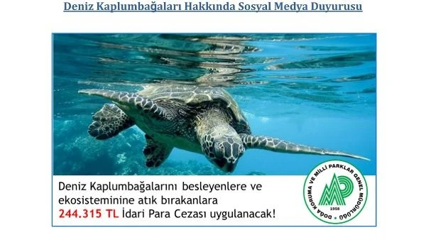 Deniz kaplumbağalarını besleyene 244 bin lira ceza 