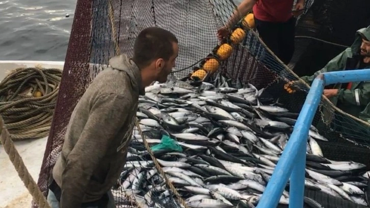 Denizden palamut fışkırdı ama fiyatı pek inmedi! Vatandaş düşen fiyatları beğenmedi