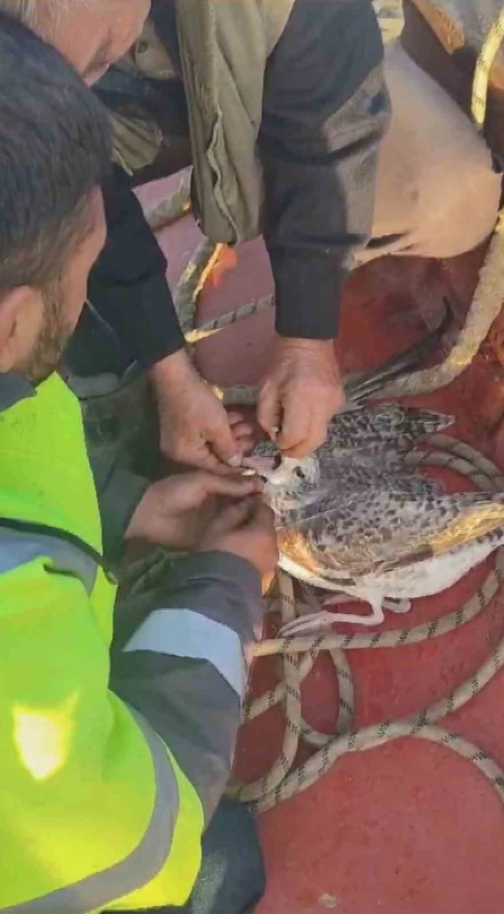 Denizin ortasında ölümü bekleyen martıyı ağdan balıkçılar kurtardı
