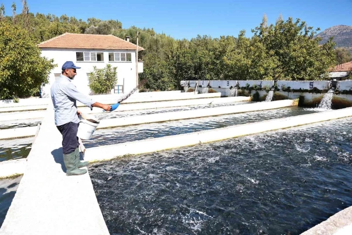 Denizli’de alabalık üretimi destekleniyor
