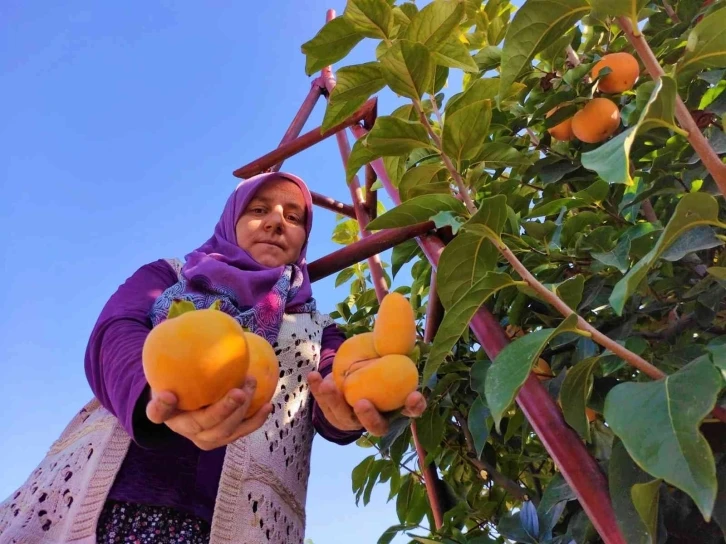 Denizli’de bu yıl 15 bin ton cennet hurması hasat edilecek
