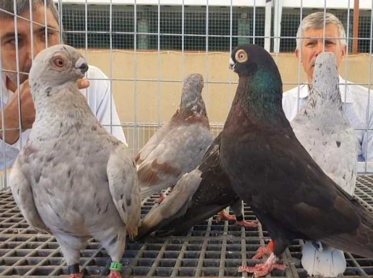 Denizli ırkı ‘Tokur’ güvercinler podyuma çıktı
