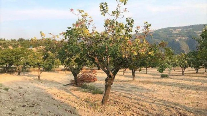 Denizli'de Antep fıstığı yetiştiriciliği yaygınlaşıyor