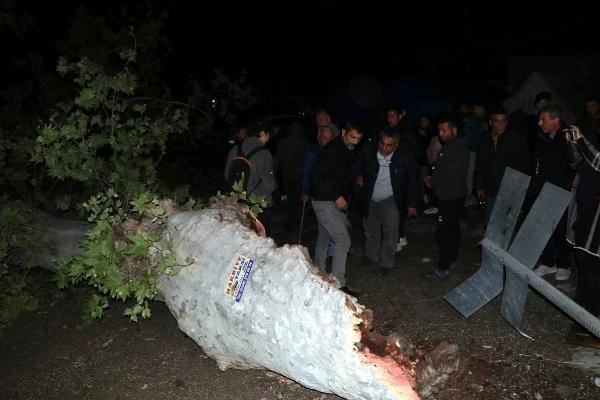 Depremde ayakta kalan 100 yıllık çınar ağacı, fırtınaya dayanamadı