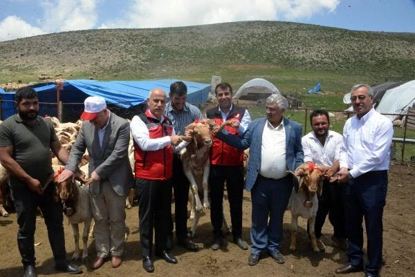 Depremde telef olan 43 bin 618 küçükbaş hayvanın dağıtımı Kahramanmaraş'ta başladı