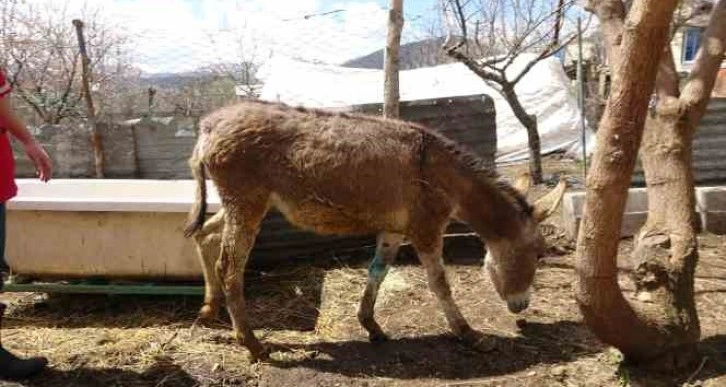 Depremde yaralanan ve Tatvan’da tedavi edilen sıpa sahiplendirildi