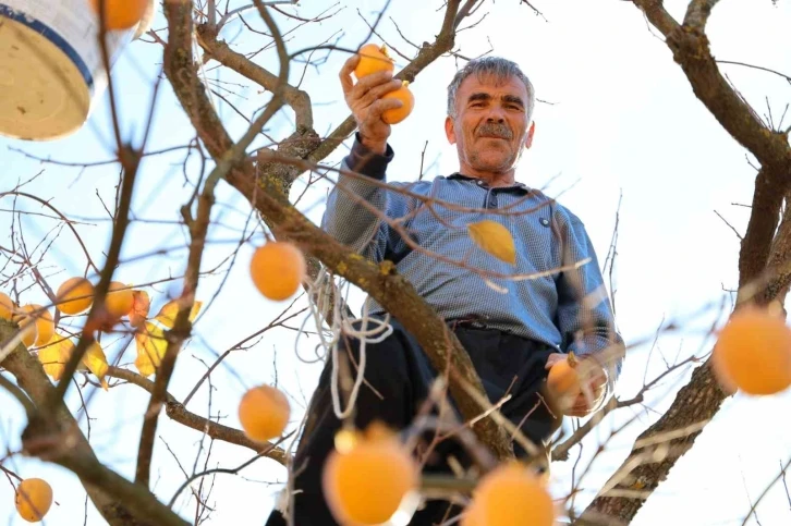 Depremin merkez üssünde çiftçilerin ’hurma’ hasadı sevinci
