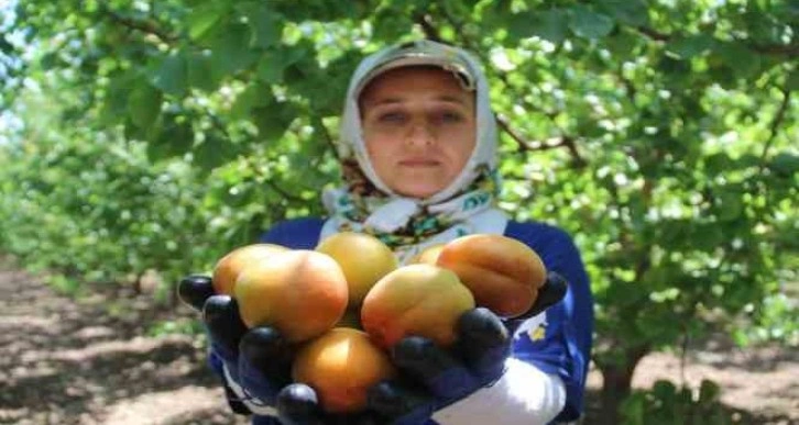 Depremin vurduğu Hatay’da kayısı hasadı başladı