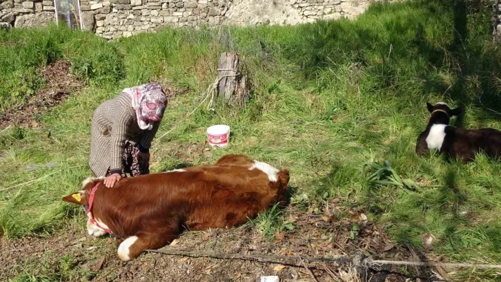 Depremzede kadın ‘hayat arkadaşım’ dediği ineklerini geride bırakmadı
