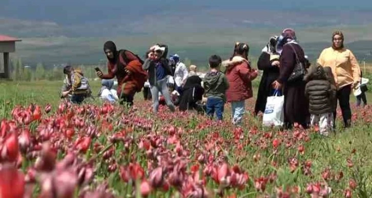 Depremzedeler lale tarlasında depremin olumsuzluklarını unutuyor