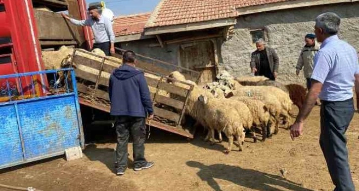 Depremzedelere küçükbaş hayvan desteği