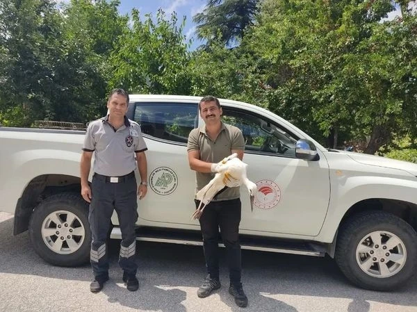 Derebucak’ta yaralı bulunan leylek koruma altına alındı
