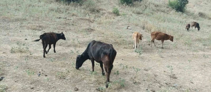 Derecik’te kayıp inekler 4 gün sonra bulundu
