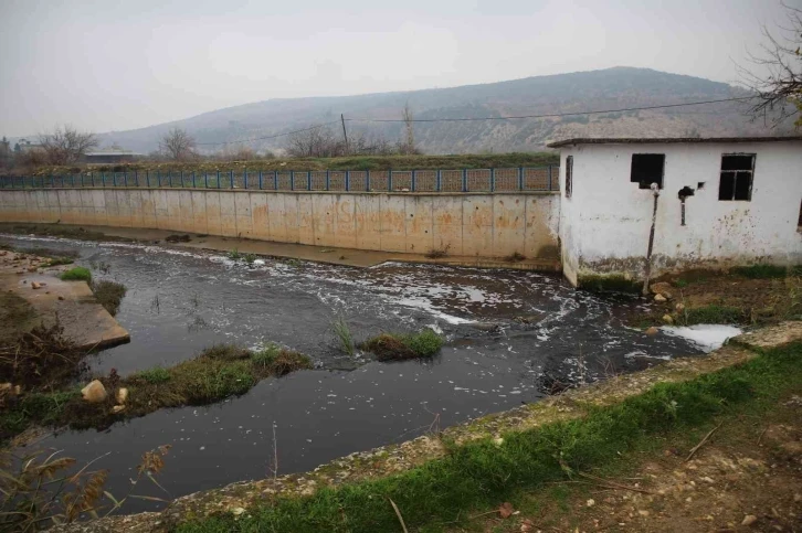 Deredeki balık ölümleri vatandaşları tedirgin ediyor
