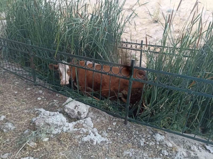 Dereye düşen inek kurtarıldı
