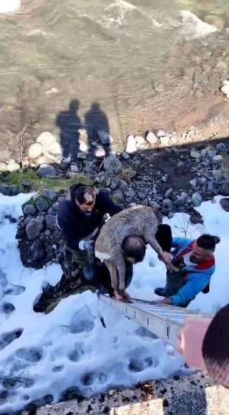 Dereye düşen karacayı omuzuna alarak kurtardı
