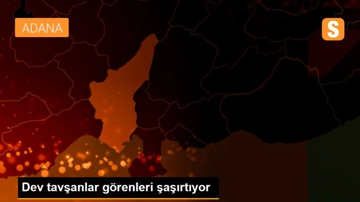 Dev tavşanlar görenleri şaşırtıyor