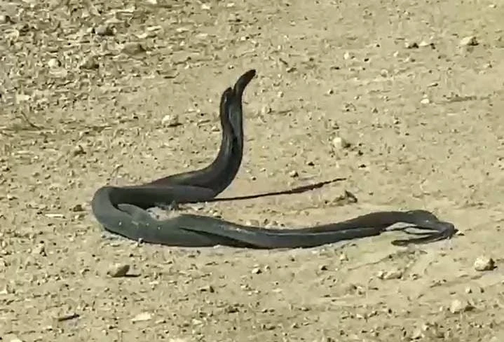 Dev yılanların çiftleşme dansı kameraya yansıdı
