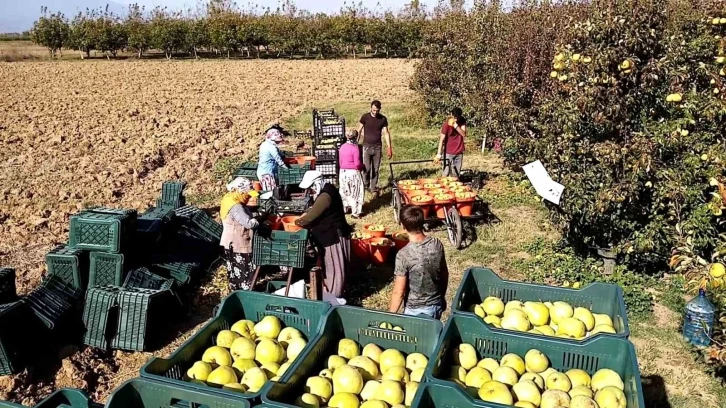 Deveci armudu yüzleri güldürdü
