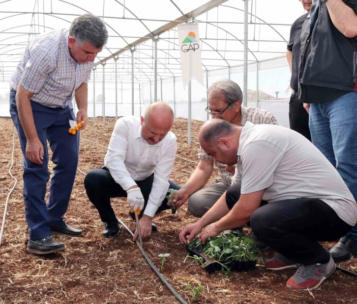 Devlet desteği ile kurulan seralar çiftçilere ciddi ekonomik katkı sağlayacak
