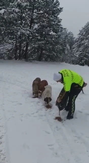 Devriye gezen trafik ekiplerinden kar altında yiyecek arayan köpeklere mama desteği
