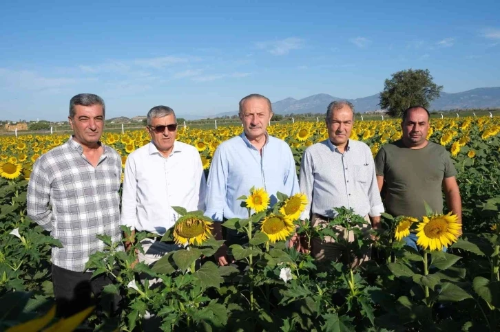 Didim Belediyesi’nin ektiği ayçiçekleri hasada hazır
