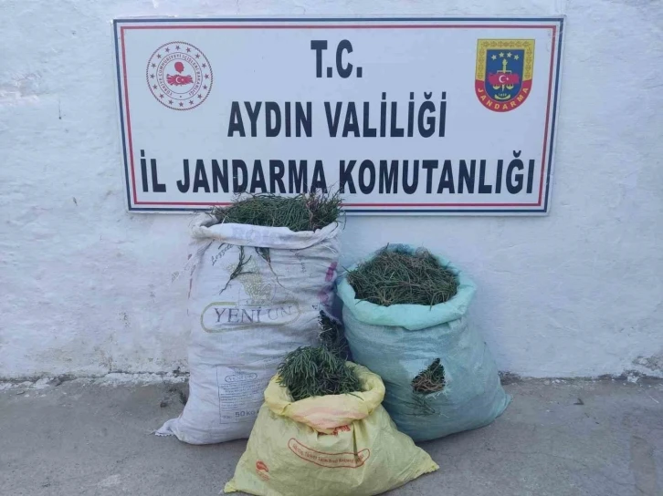 Didim’de 70 kilogram deniz börülcesi ele geçirildi
