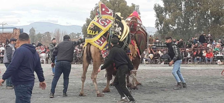 Didim’de deve güreşlerine yoğun ilgi
