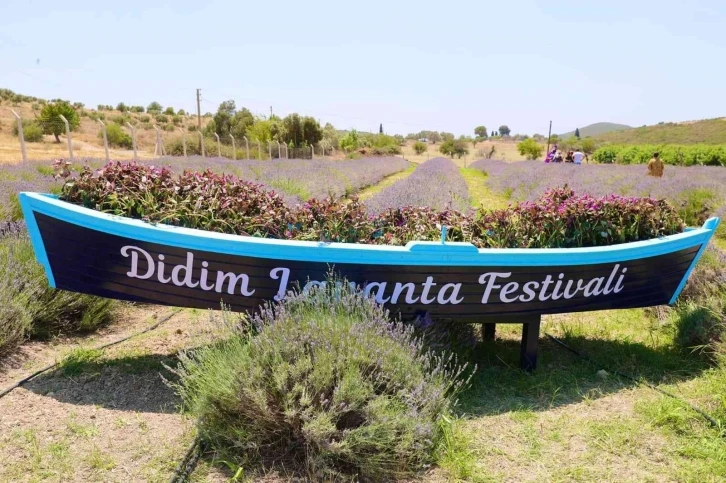 Didim Lavanta Festivali için gün sayıyor
