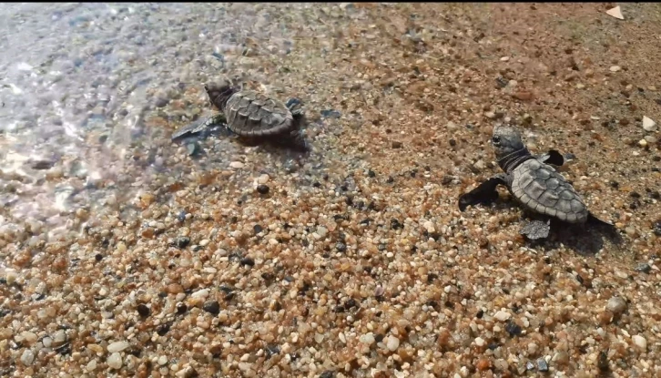 Didim ve Kuşadası’nda yavru deniz kaplumbağaları denizle buluştu
