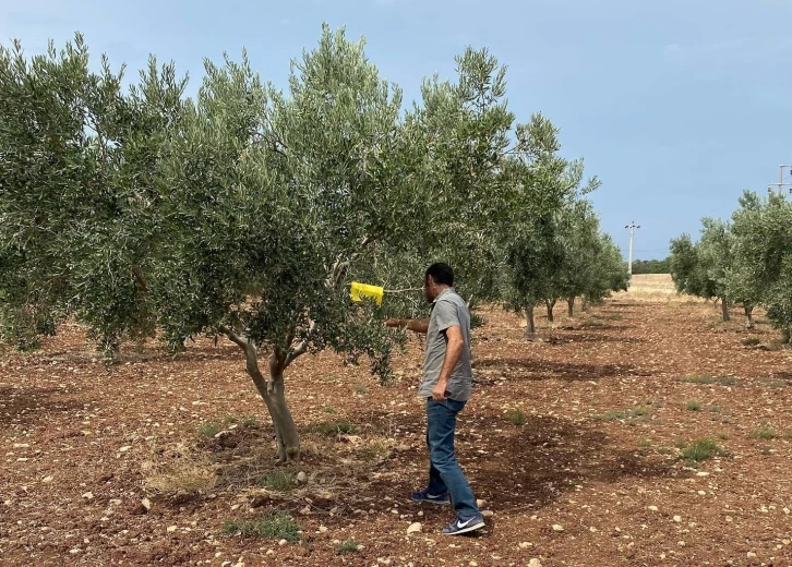 Didimli üreticilere zeytin sineği zararlısı uyarısı
