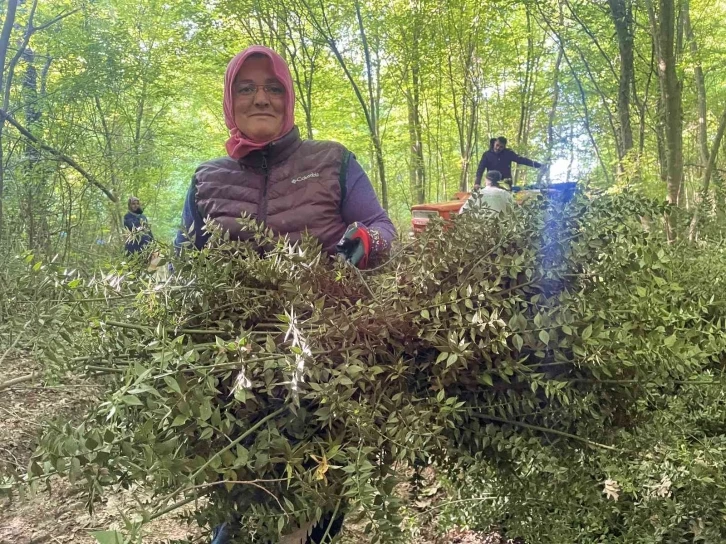 Dikenine katlanarak evlerine ekmek parası götürüyorlar
