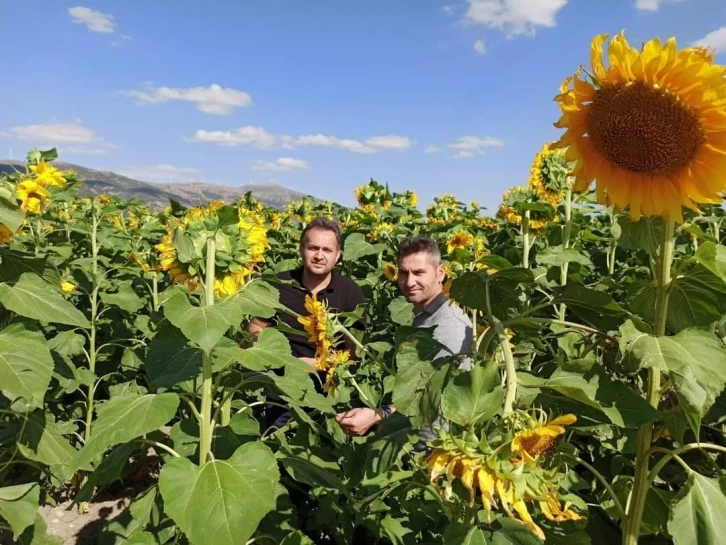 Dinar’da çerezlik ayçiçeği hasadı başladı
