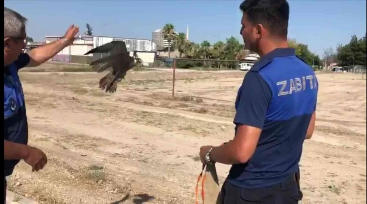 Direğe bağlanmış doğanı kurtarıp doğaya bıraktılar
