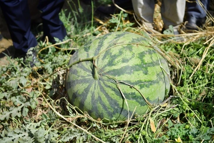 Diyarbakır’da 30 bin dekarda 121 ton karpuz hasadı
