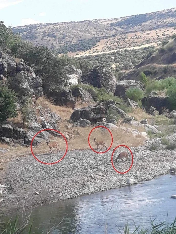 Diyarbakır’da dereye su içmeye inen dağ keçileri görüntülendi
