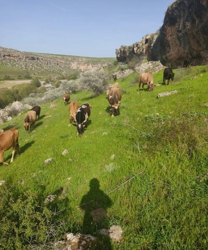 Diyarbakır’da hayvancılıkla uğraşan ailenin 5 ineği çalındı
