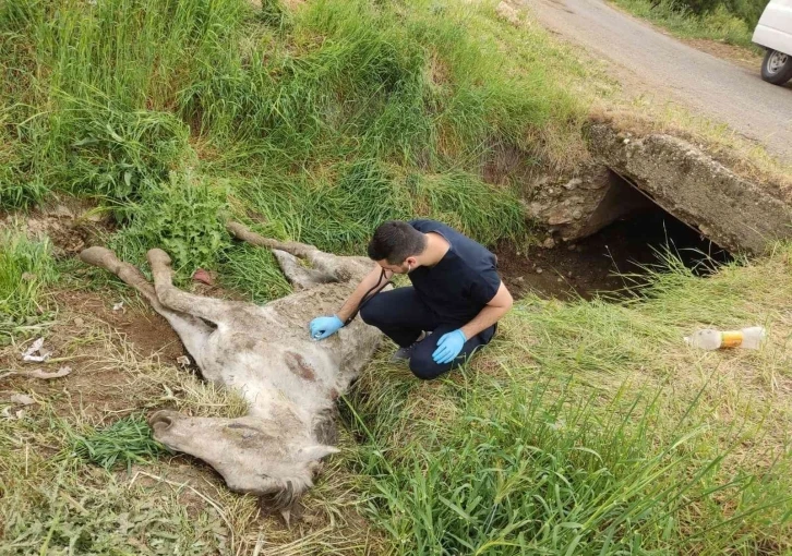 Diyarbakır’da menfezde bulunan yaralı katır tedavi altına alındı
