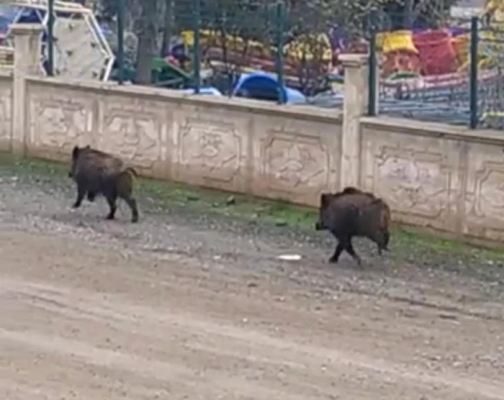 Diyarbakır’da mezarlıkta yaban domuzları görüldü
