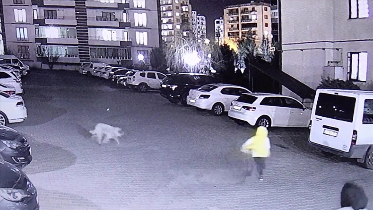 Diyarbakır'da sahipsiz köpeğin saldırısına uğrayan 3 kişi yaralandı