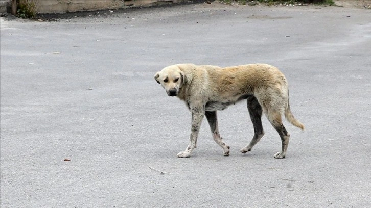 Diyarbakır'da sahipsiz köpeklerin saldırdığı 60 yaşındaki kadın yaralandı