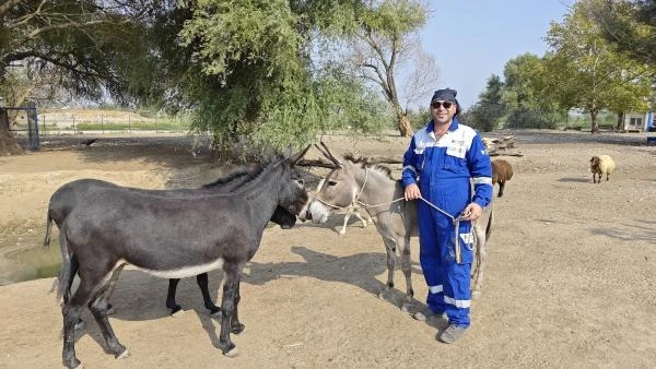 Diyarbakır'da şiddet gören eşek, Emekli Hayvanlar Çiftliği'nde