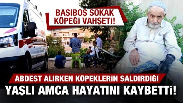 Diyarbakır'da sokak köpeği vahşeti: Abdest alırken köpeklerin saldırdığı adam öldü