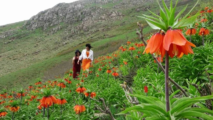 Doğa tutkunları ters laleleri fotoğraflamak için bin 800 rakımlı dağa tırmandı
