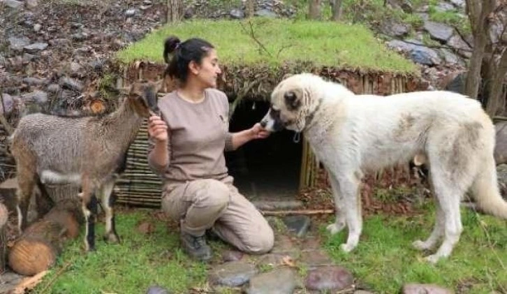 Doğada bulup barınak yaptığı dağ keçisi yanından ayrılmıyor