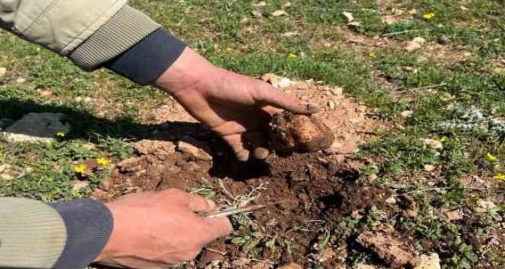 Doğada kendiliğinden yetişiyor, birçok ailenin geçim kaynağı oluyor