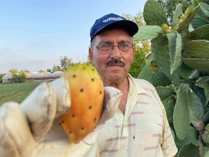 Doğada kendiliğinden yetişiyor, kilosu 60 TL’yi buluyor
