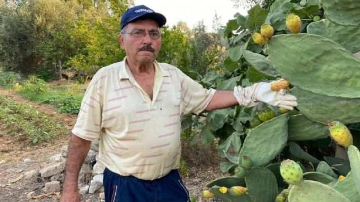 Doğada kendiliğinden yetişiyor, kilosu 60 TL&rsquo;yi buluyor