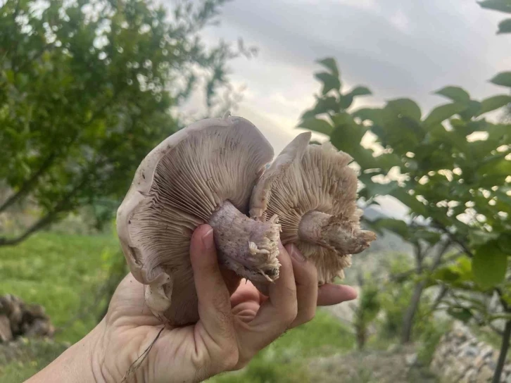 Doğada sadece 14 gün yetişiyor fiyatı el yakıyor
