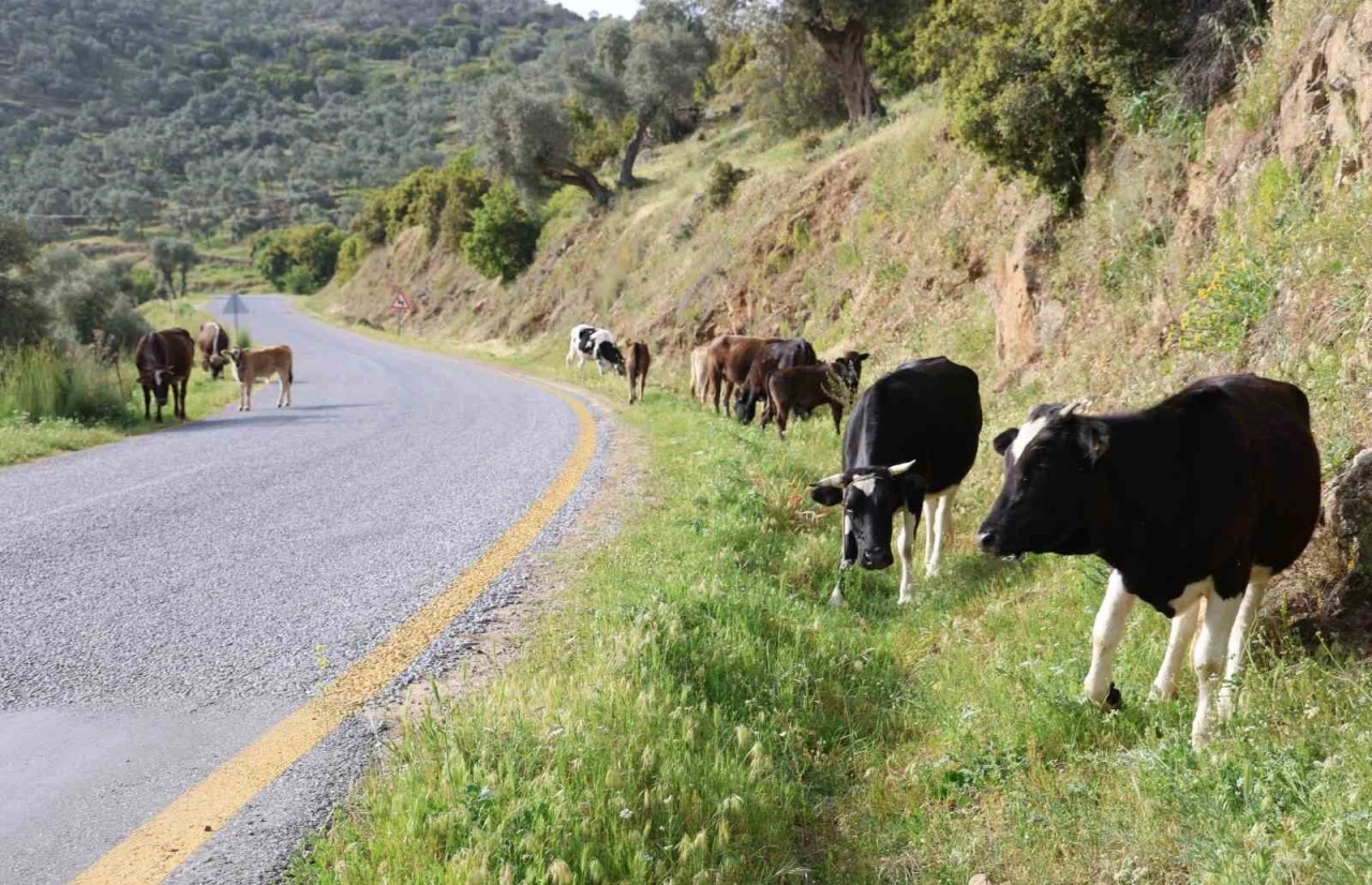 Doğal ortamda beslenen hayvanların et ve sütünün daha sağlıklı olduğu belirtildi
